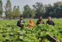 এক মৌসুমেই লাখ টাকার আয় মিজানুরের